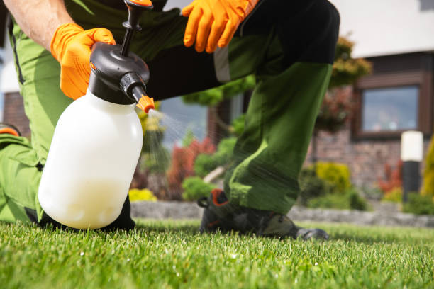 Wasp Removal Services in Jones Valley, CA