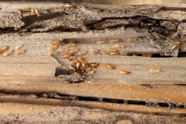 Best Ant Control Services  in Jones Valley, CA